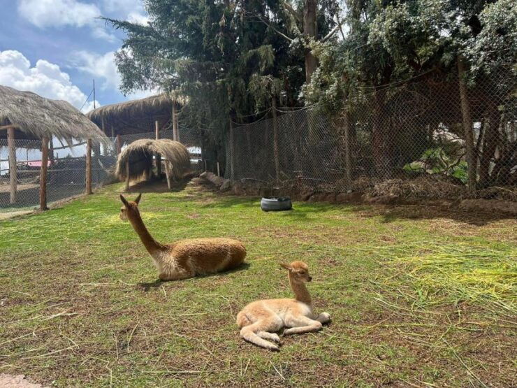 Cusco: Tour to the Alpaca and Llama Farm With Weaving Tour - Farm Visit and Vicuñas Encounter