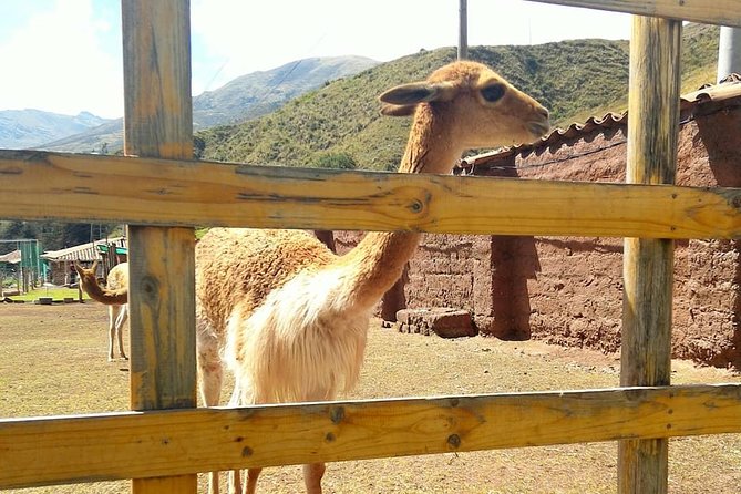 Cusco: Visit to Cochahuasi Animal Sanctuary With Transport - Traveler Reviews and Photos