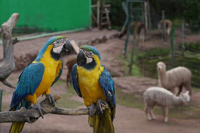 Cusco: Visit to Cochahuasi Animal Sanctuary With Transport - Common Questions