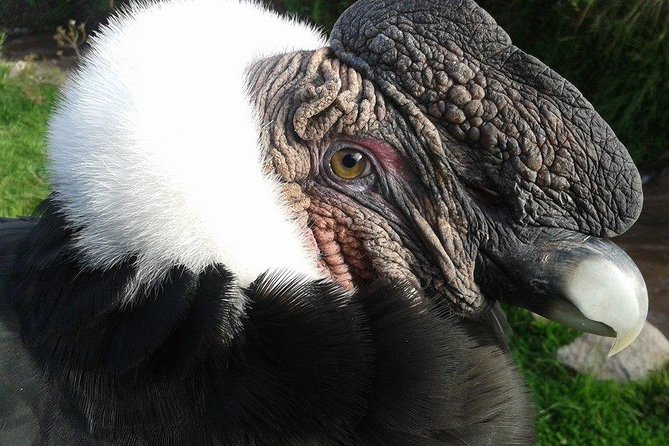 Cusco: Visit to Cochahuasi Animal Sanctuary With Transport - The Sum Up