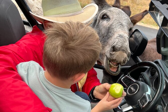 Custer State Park Private Jeep Safari  - Rapid City - Reviews and Testimonials