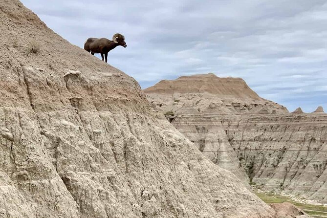 Custer State Park Private Safari Van Tour  - Rapid City - Group Size