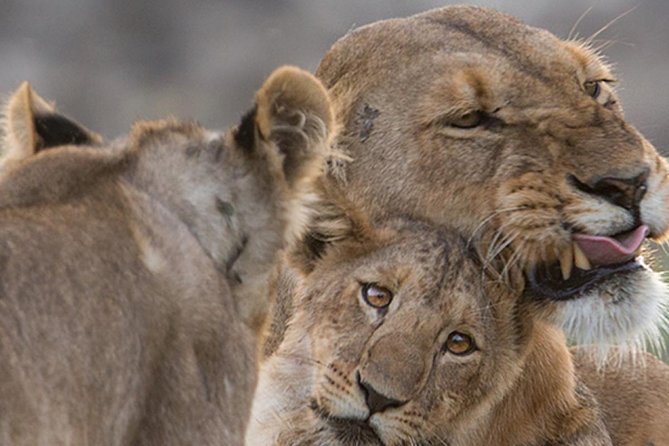 Custom 2 Days Akagera Wildlife Tour - Good To Know