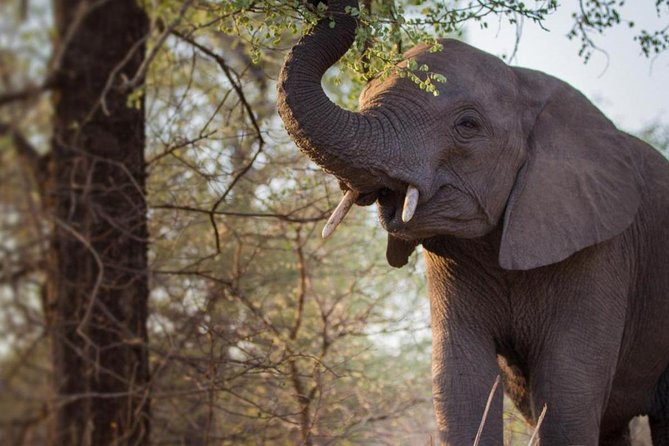 Custom 2 Days Akagera Wildlife Tour - Inclusions and Exclusions