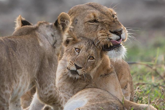Custom 2 Days Akagera Wildlife Tour - Additional Information