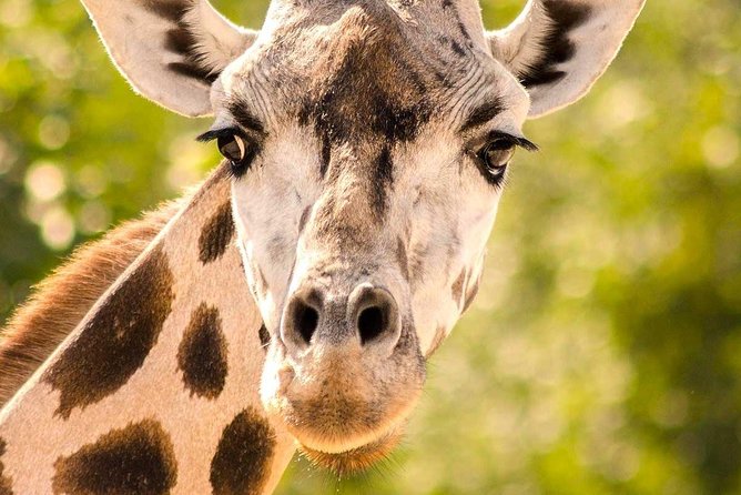 Custom 2 Days Akagera Wildlife Tour - Booking Options