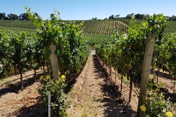 Custom 8-Hour Napa Valley Wine Tour in a Luxury Vehicle - The Sum Up