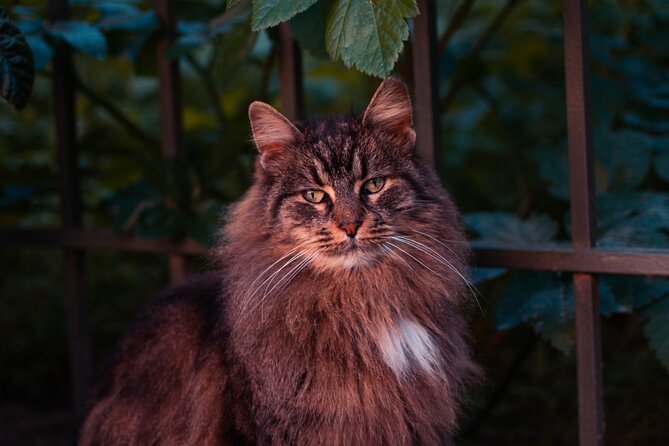 Custom Athens: Your Tailor-Made Local Experience - Common Questions