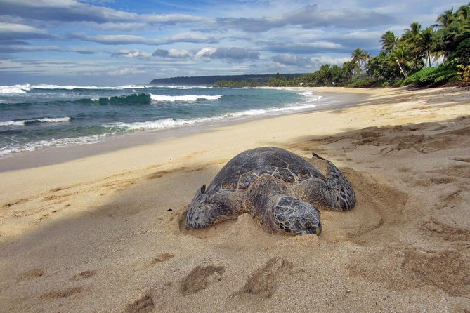 Custom Island Tour - for 4 to 5 People - up to 8 Hours - Private Tour of Oahu - Pickup Details