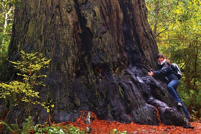 Custom Muir Woods and Napa Wine Tour From San Francisco - Common Questions