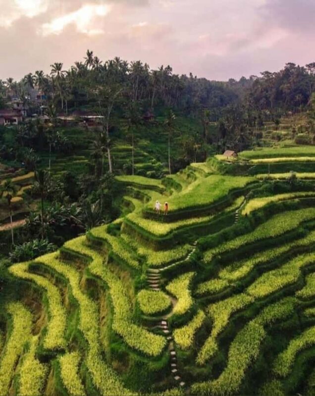Custom Private Ubud Tour with Flexible Options & Tickets - The Waterfalls: Nature’s Stunning Showcases