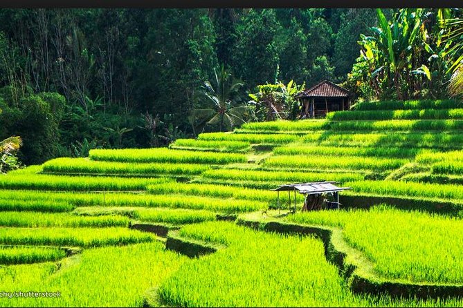 Customizable Private Full-Day Tour: Highlights of Ubud  - Jimbaran - Tour Overview