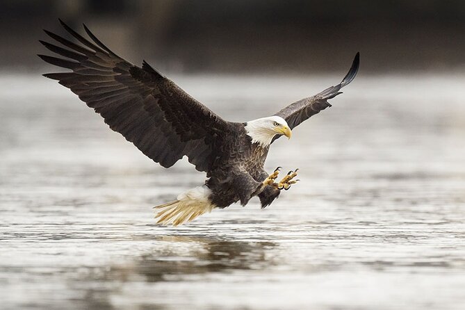 Customizable Private Tour in Ketchikan With Pick up - Tour Overview and Details