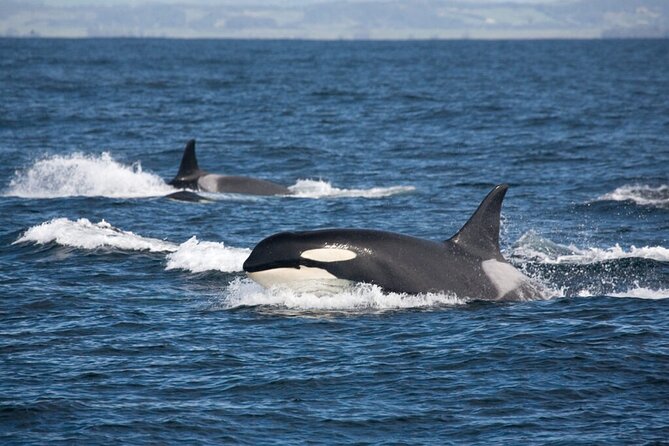 Customizable Private Tour in Ketchikan With Pick up - Wildlife and Scenic Experiences