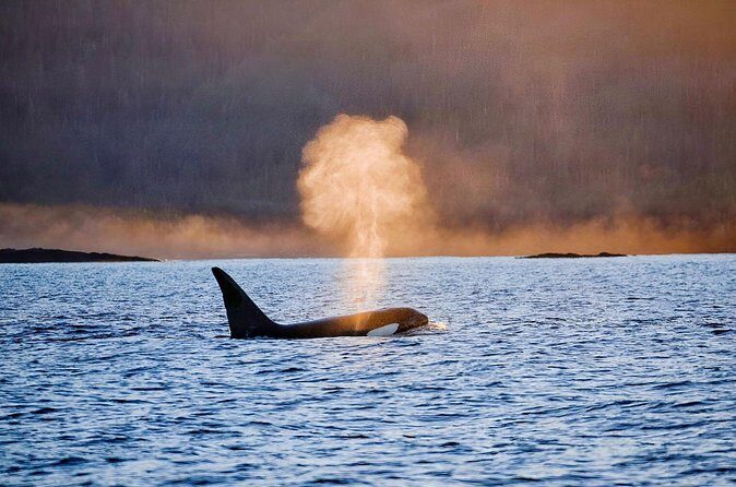 Customizable Private Wildlife Tour - An In-Depth Look at the Sitka Private Wildlife Tour