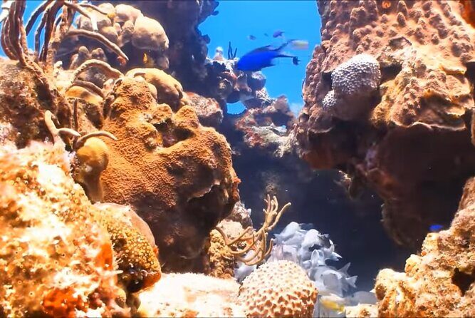 Customize Snorkeling with Option shopping Lunch & Stop local food - What Does the Tour Include?