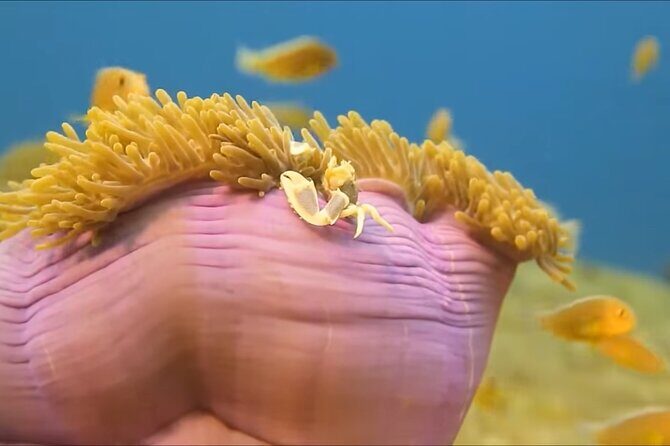 Customize Snorkeling with Option shopping Lunch & Stop local food - Duration, Price, and Value