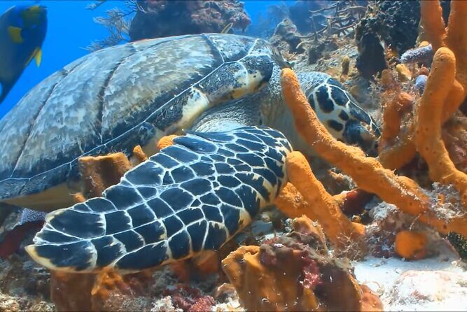 Customize Snorkeling with Option shopping Lunch & Stop local food - Practical Details and Tips