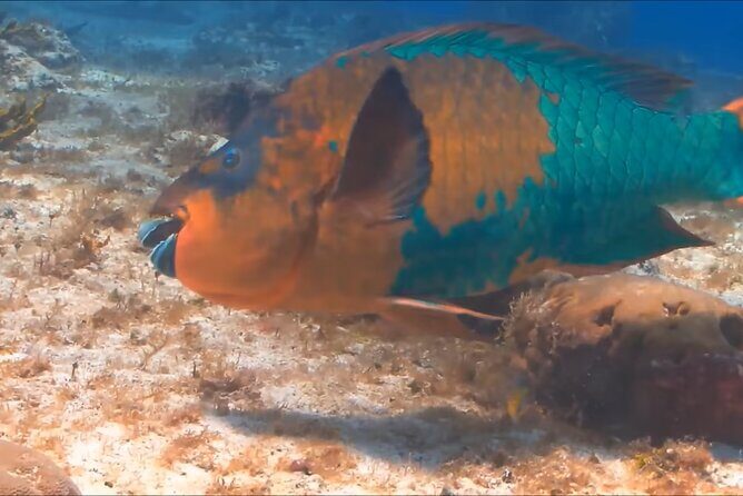 Customize Snorkeling with Option shopping Lunch & Stop local food - Authentic Experiences from Other Travelers