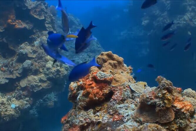 Customize Snorkeling with Option shopping Lunch & Stop local food - Who Will Love This Tour?