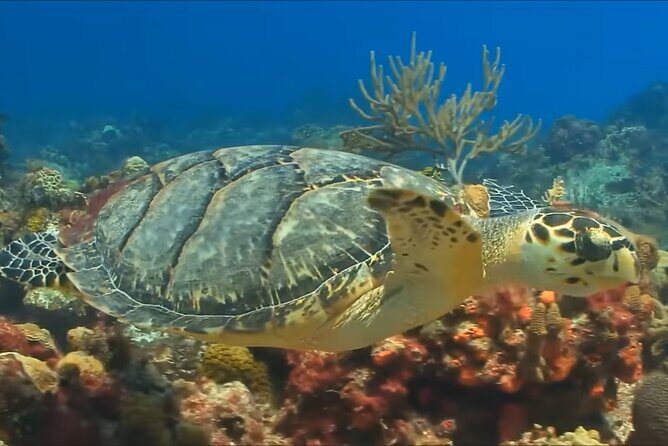 Customize Snorkeling with Option shopping Lunch & Stop local food - The Sum Up: Why Choose This Snorkeling Tour?