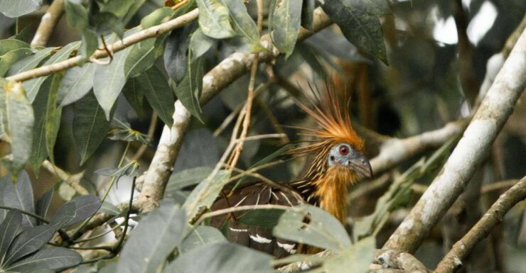 Customized Tours: Tambopata Adventure Rainforest 4d/3n - Booking and Flexibility