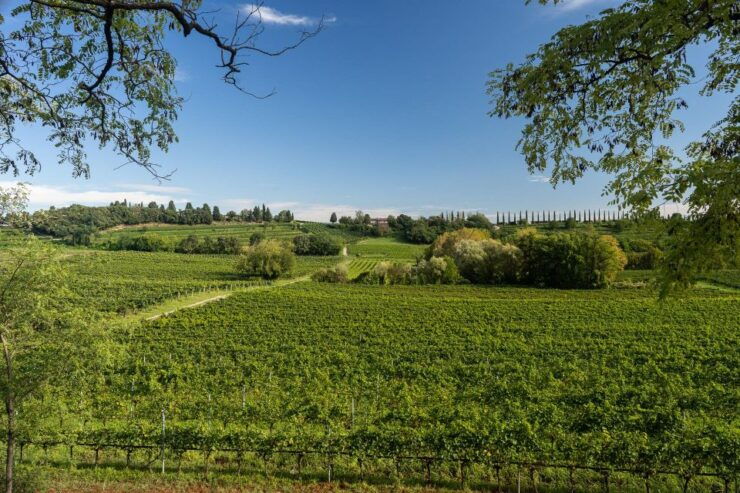 Custoza: Organic Wine Tasting With Vineyard and Cellar Tour - Activity Details