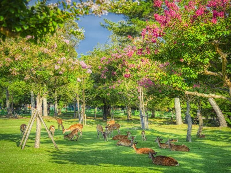 Cute Deer Tour: A One-Day Highlights Tour of Kyoto and Nara - Practicalities and Value