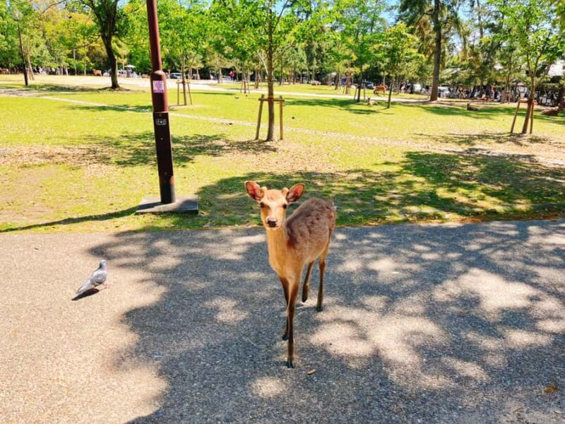 Cute Deer Tour: A One-Day Highlights Tour of Kyoto and Nara - What Reviewers Say