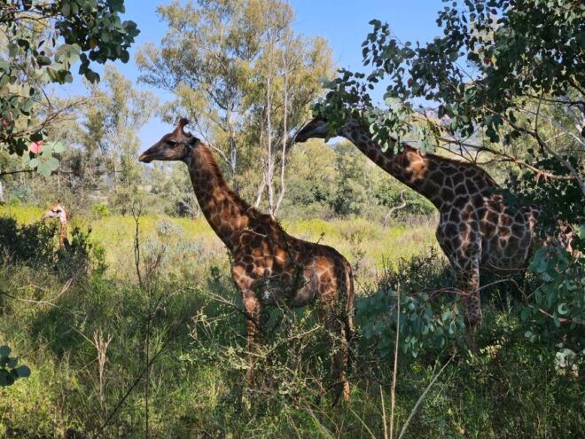 Cycle With Wild Animals (No Predators, Quality Cycles) - Frequently Asked Questions