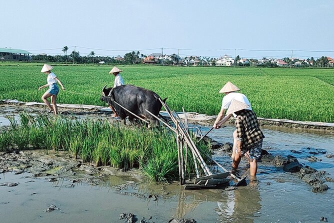Cycling, Buffalo, Basket Boat Ride in Hoi an - Directions