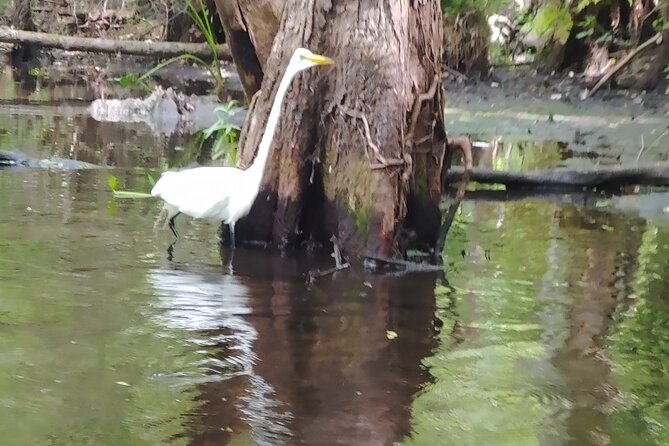 Cypress Forest Guided Kayak Nature Eco-Tour - Provided Equipment and Safety Measures