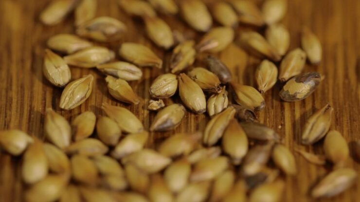 Czech Beer Tasting in Prague - Experience the Best Czech Beers