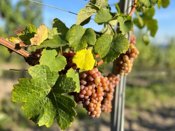 Czech Vineyards and Wine Tasting 4WD Tour With Lunch - Tour Highlights