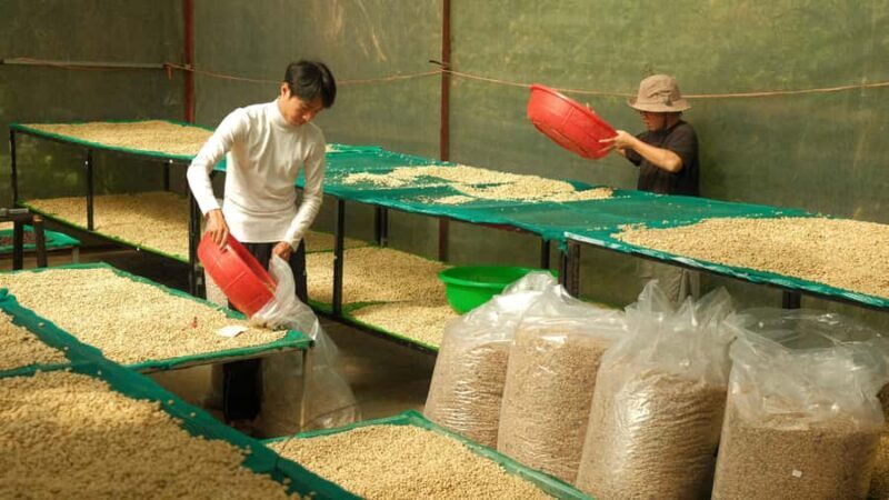 Da Lat: Coffee Roasting Workshop - Roast & Brew Your Own - The Coffee Journey: From Cherry to Cup