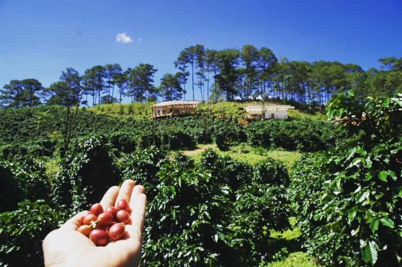 Da Lat: Coffee Roasting Workshop - Roast & Brew Your Own - Discovering Coffee at Twin Beans Farm in Da Lat