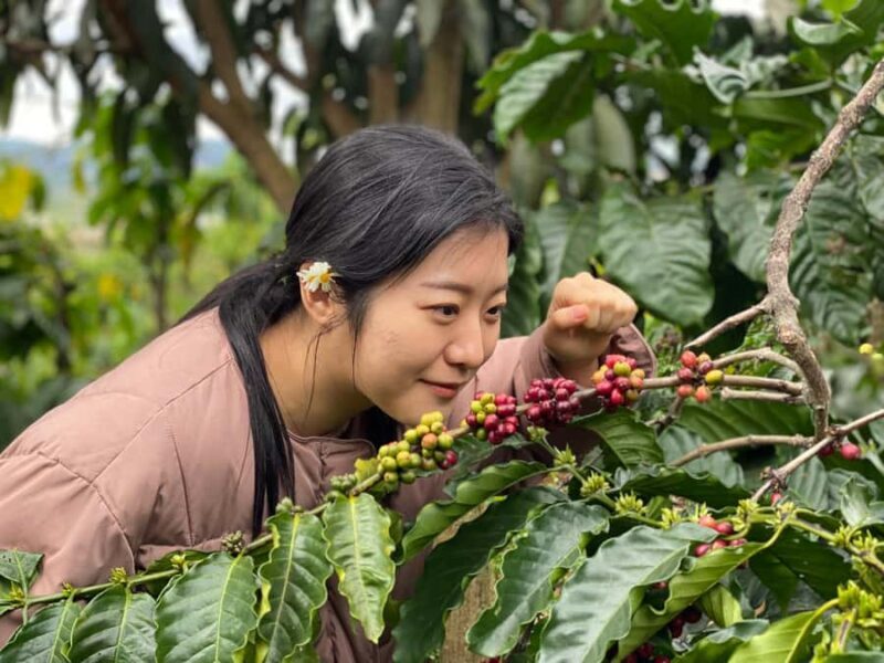 Da Lat: Countryside Tour with Mario-Kart Ride and Mongo Land - Who Is This Tour Best For?