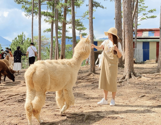 Da Lat: Dalat Wonderland Theme Park Ticket - Visitor Guidelines and Requirements