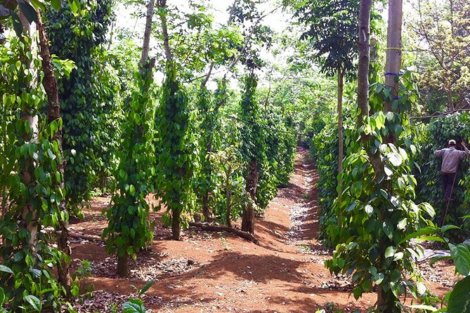 Da Lat Day Tour From Nha Trang - Recommended Time to Visit