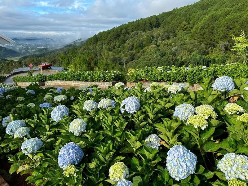 Da Lat Day Tour To: Go Kart, Mongo Land & Flower Highland - Me Linh Coffee Plantation: a slower pause