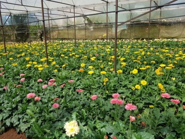 Da Lat: Explore Countryside Trip With Motorbike Rider - Customer Feedback
