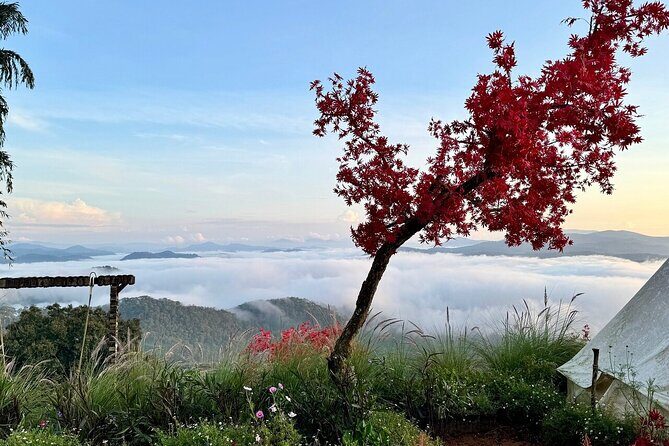 Da Lat Sunrise Tour Cloud Hunting and Stunning Dawn Views - The Sum Up
