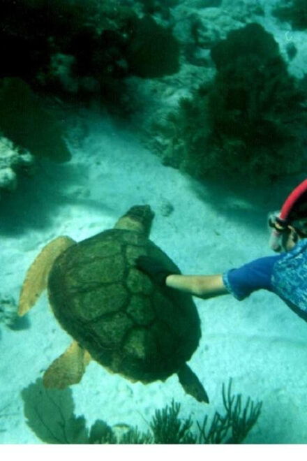 Da Nang: Cham Islands With Snorkeling and Scenic Highlights - Daily Itinerary