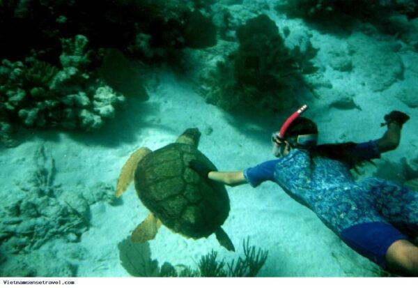 Da Nang: Cham Islands With Snorkeling and Scenic Highlights - Frequently Asked Questions