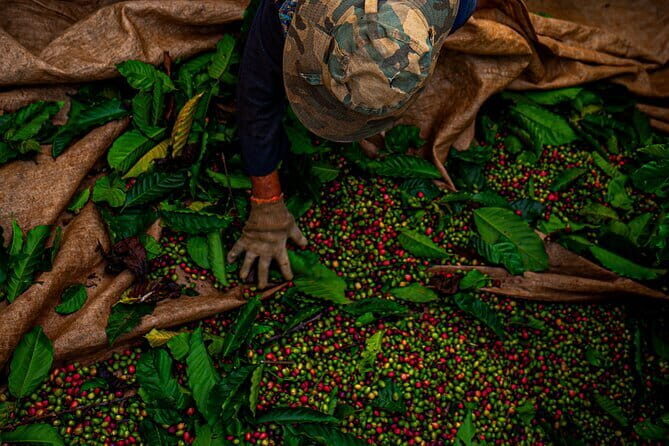 Da Nang Coffee Making and Banh Mi Class - Frequently Asked Questions