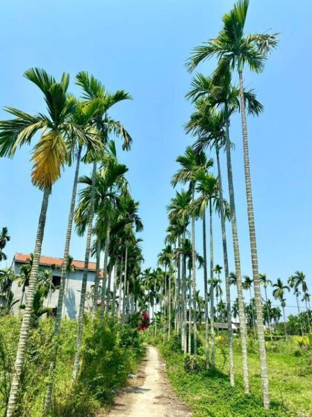 Da Nang: Experiencing the Local Lifestyle in Hoi an Full Day - Transportation Details