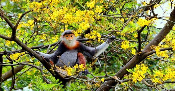 Da Nang: Explore MonkeyMountain & Marble Mountain&AmPhu Cave - Good To Know