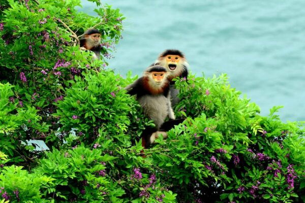 Da Nang: Explore MonkeyMountain & Marble Mountain&AmPhu Cave - Booking and Important Tips