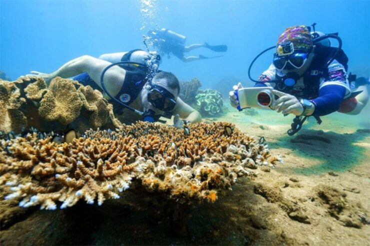 DA NANG-HOI AN:Cham Island Daily Tour-Snorkeling Experience - Tour Highlights