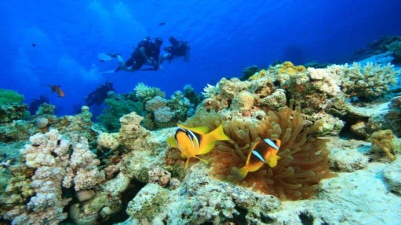 Da Nang/Hoi An:Explore Cham Island and Snorkeling Tour 1 Day - Experience Highlights